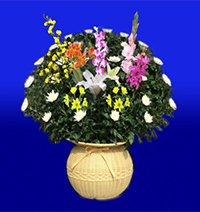 和花生花